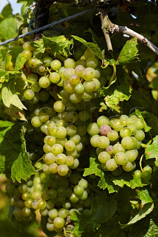 Gutenborner grapes in vineyard of Carr Taylor  Westfield near Hastings Sussex England