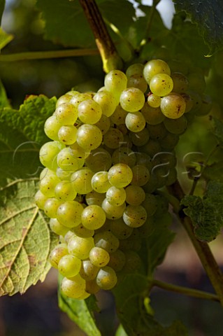 Gutenborner grapes in vineyard of Carr Taylor  Westfield near Hastings Sussex England