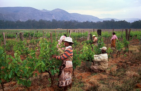Women tying up vines in spring in vineyard of Clos Malaza   near Fianarantsoa Madagascar