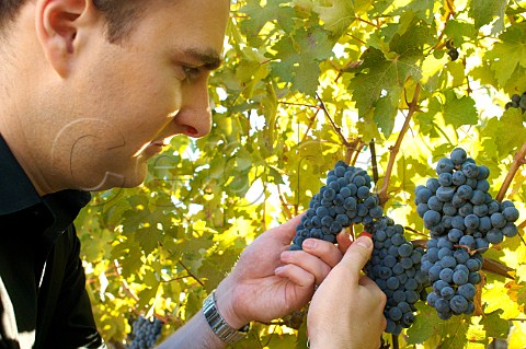 Man checking looking at bunches of ripe black grapes in vineyard