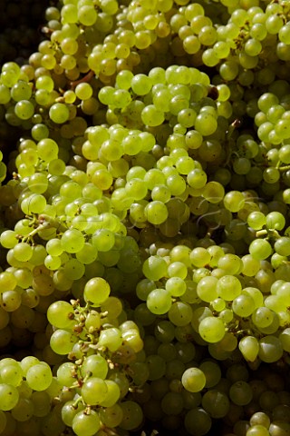 Harvested Chardonnay grapes from Findon Park Vineyard of Wiston Estate destined to make sparkling wine   Near Worthing Sussex England