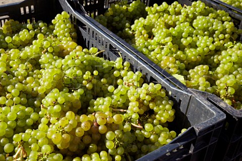 Crates of harvested Chardonnay grapes from Findon Park Vineyard of Wiston Estate destined to make sparkling wine   Near Worthing Sussex England