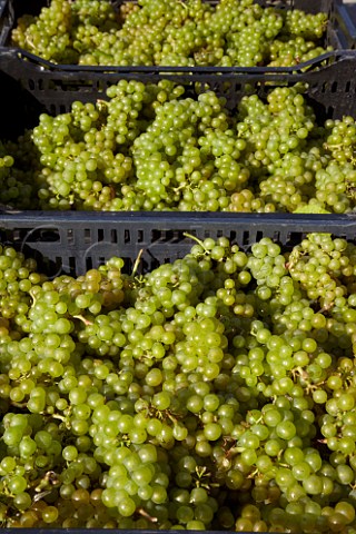 Crates of harvested Chardonnay grapes from Findon Park Vineyard of Wiston Estate destined to make sparkling wine   Near Worthing Sussex England