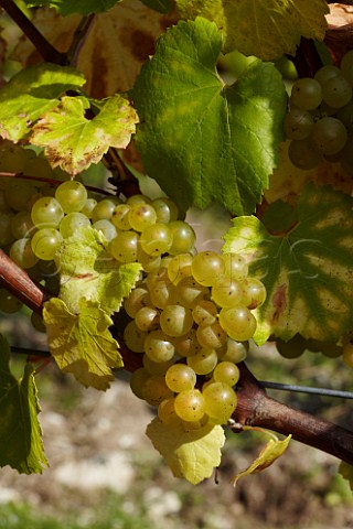 Bunch of Chardonnay grapes in Findon Park Vineyard of Wiston Estate on the South Downs near Worthing Sussex England