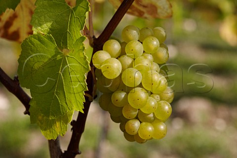 Bunch of Chardonnay grapes in Findon Park Vineyard of Wiston Estate on the South Downs near Worthing Sussex England