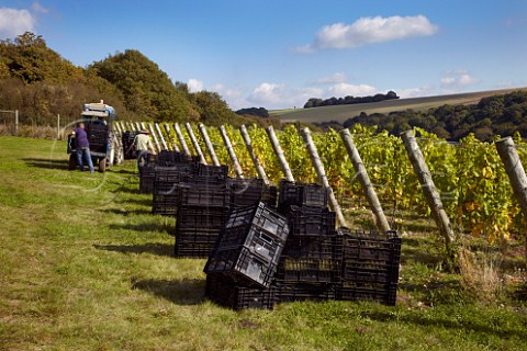 Putting out crates for harvesting Chardonnay grapes in Findon Park Vineyard of Wiston Estate on the South Downs near Worthing Sussex England
