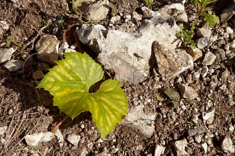 Chardonnay vine leaf on the chalk and flint soil in Findon Park Vineyard of Wiston Estate on the South Downs near Worthing Sussex England