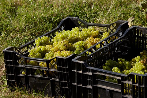 Crates of harvested Chardonnay grapes in Findon Park Vineyard of Wiston Estate on the South Downs near Worthing Sussex England
