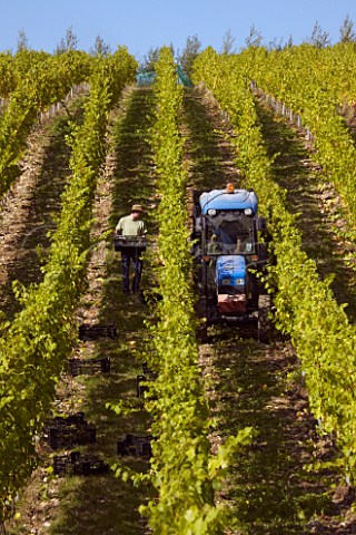 Collecting crates of harvested Chardonnay grapes in Findon Park Vineyard of   Wiston Estate on the South Downs near Worthing Sussex England