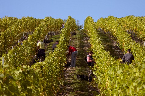 Pickers harvesting Chardonnay grapes in Findon Park Vineyard of Wiston Estate on the South Downs near Worthing Sussex England