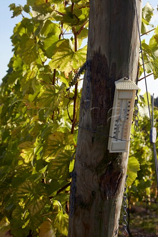 Thermometer on strainer post in Findon Park Vineyard of Wiston Estate on the South Downs near Worthing Sussex England