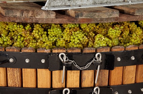 Chardonnay grapes in a fully loaded Coquard press capacity 4 tonnes in the winery of Wiston Estate near Worthing Sussex England