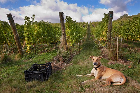 Noodles the dog of winemaker Dermot Sugrue in Findon Park Vineyard of Wiston Estate on the South Downs near Worthing Sussex England