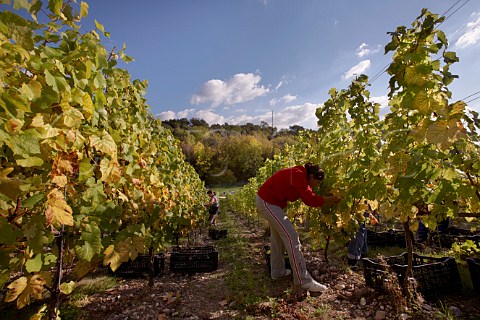 Harvesting Chardonnay grapes in Findon Park Vineyard of Wiston Estate on the South Downs near Worthing Sussex England