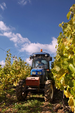 Tractor between rows to collect crates of harvested Chardonnay grapes in Findon Park Vineyard of Wiston Estate on the South Downs near Worthing Sussex England