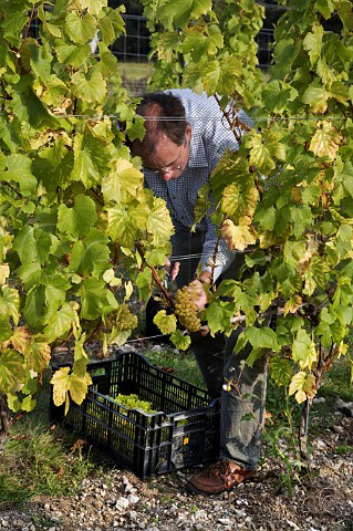 William Trinick estate manager harvesting Chardonnay grapes in Findon Park Vineyard of Wiston Estate on the South Downs near Worthing Sussex England