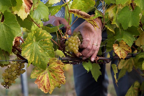 Harvesting Chardonnay grapes in Findon Park Vineyard of Wiston Estate on the South Downs near Worthing Sussex England