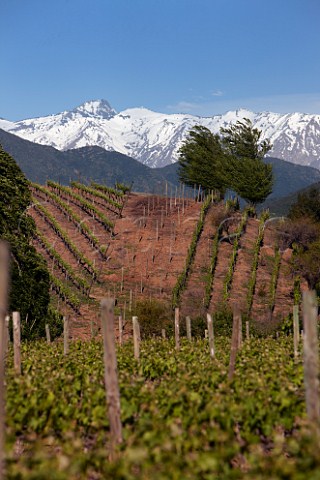 Carmenre vines in Los Lingues vineyard of Casa Silva with the snow capped Andes mountains in distance  Colchagua Valley Chile