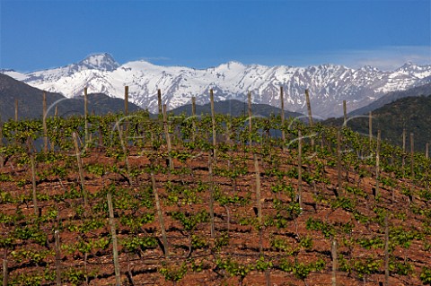 Malbec vines in Los Lingues vineyard of Casa Silva with the snow capped Andes mountains in distance Colchagua Valley Chile