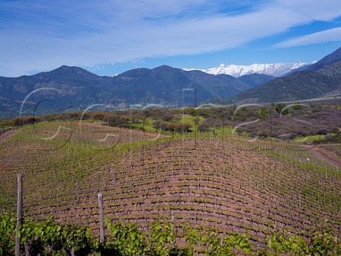 Malbec vines in Los Lingues vineyard of Casa Silva with the snow capped Andes mountains in distance   Colchagua Valley Chile