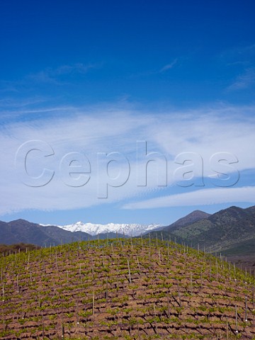 Malbec vines in Los Lingues vineyard of Casa Silva with the snow capped Andes mountains in distance  Colchagua Valley Chile