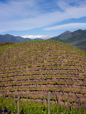 Malbec vines in Los Lingues vineyard of Casa Silva with the snow capped Andes mountains in distance  Colchagua Valley Chile