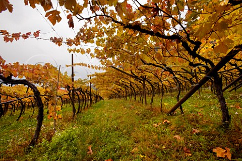 Pergola trained vineyard of the Cantina Terlano cooperative at Terlano   Alto Adige Italy  Alto Adige  Sdtirol