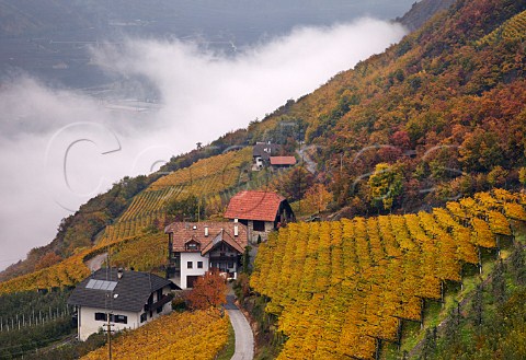 Pergola trained vineyards of the Cantina Terlano cooperative above the cloud filled Adige Valley at an altitude of around 500 metres   Terlano Alto Adige Italy  Alto Adige  Sdtirol
