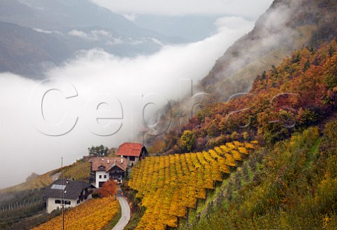 Pergola trained vineyards of the Cantina Terlano cooperative above the cloud filled Adige Valley at an altitude of around 500 metres   Terlano Alto Adige Italy  Alto Adige  Sdtirol