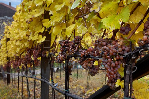 Late harvest Gewrztraminer grapes in vineyard of J Hofsttter  Termeno Alto Adige Italy    Alto Adige  Sdtirol