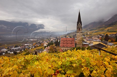 Gewrztraminer vineyard of J Hofsttter above their winery and church of St Quirikus and Julitta in Termeno Alto Adige Italy Alto Adige  Sdtirol 