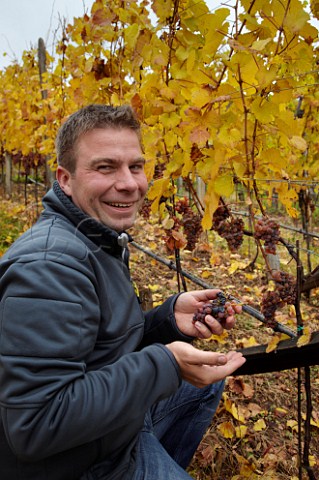 Winemaker Markus Heinel with late harvest Gewrztraminer grapes in vineyard of J Hofsttter at Termeno Alto Adige Italy    Alto Adige  Sdtirol