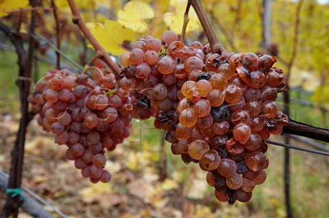 Late harvest Gewrztraminer grapes in vineyard of J Hofsttter Termeno Alto Adige Italy    Alto Adige  Sdtirol