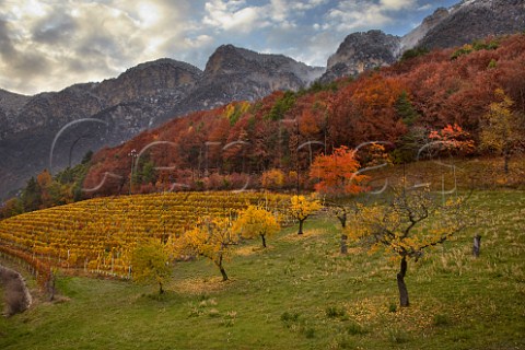 MullerThurgau vineyard of the Cantina Cortaccia cooperative high above the Adige Valley at an altitude of 900 metres  Cortaccia Alto Adige Italy  Alto Adige  Sdtirol