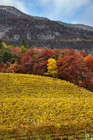 MullerThurgau vineyard of the Cantina Cortaccia cooperative high above the Adige Valley at an altitude of 900 metres  Cortaccia Alto Adige Italy  Alto Adige  Sdtirol