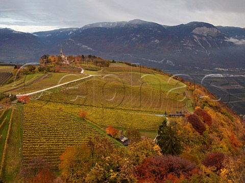 MullerThurgau vineyard of the Cantina Cortaccia cooperative by St Georg church at Graun high above the Adige Valley at an altitude of around 800 metres  Cortaccia Alto Adige Italy    Alto Adige  Sdtirol