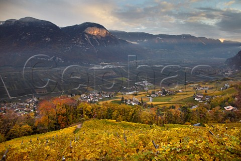 Sauvignon Blanc vineyard of the Cantina Cortaccia cooperative high above the Adige Valley at an altitude of around 550 metres  Cortaccia Alto Adige Italy  Alto Adige  Sdtirol