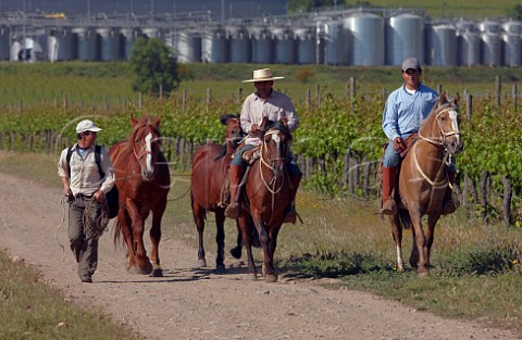 Workers with horses in vineyard of Caliterra with winery in distance   Colchagua Valley Chile