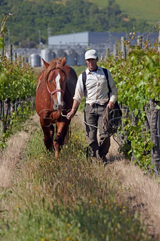 Worker walking a horse through vineyard of Caliterra with winery in distance  Colchagua Valley Chile