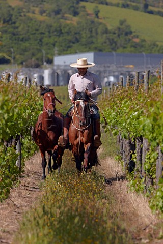 Juan Carlos vineyard manager riding through the vineyards of Caliterra  Colchagua Valley Chile
