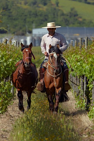 Juan Carlos vineyard manager riding through the vineyards of Caliterra  Colchagua Valley Chile