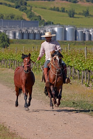 Juan Carlos vineyard manager riding through the vineyards of Caliterra  Colchagua Valley Chile