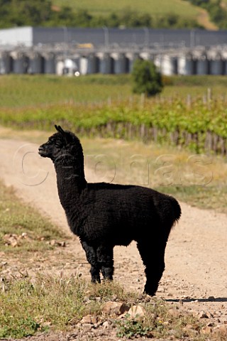 Alpaca in vineyard of Caliterra with winery beyond   Colchagua Valley Chile