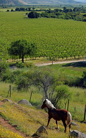 Horse on hillside above vineyards of Caliterra Colchagua Valley Chile