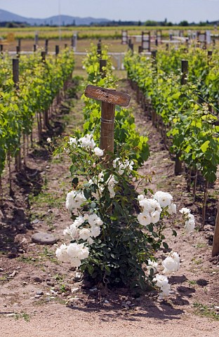 Chardonnay clone sign and rose bush in vineyard of Viu Manent Colchagua Valley Chile