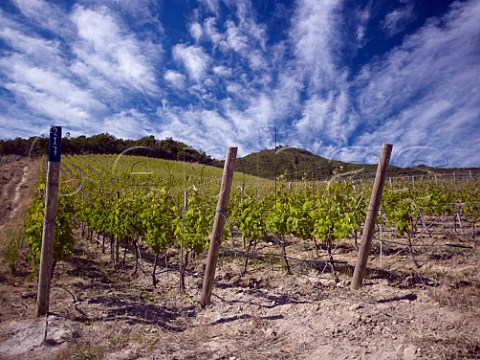 Carmenre vines in Clos Apalta vineyard of Lapostolle Colchagua Valley Chile