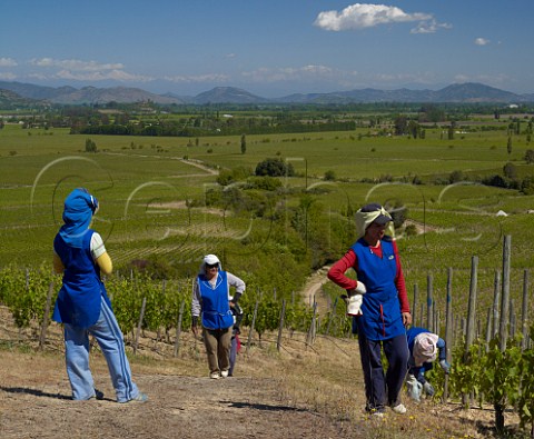 Workers doing spring maintenance in Clos Apalta vineyard of Lapostolle  Carmenre vines on left and high density Merlot on right  with the Andes in distance  Colchagua Valley Chile