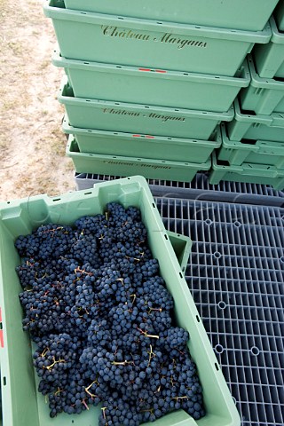 Boxes of harvested grapes at Chteau Margaux Margaux Gironde France Bordeaux  Mdoc