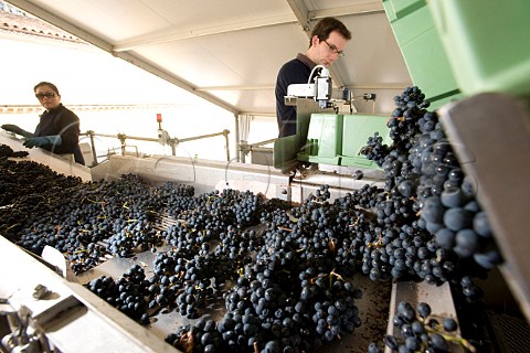 Sorting harvested grapes at Chteau Margaux Margaux Gironde France Bordeaux  Mdoc