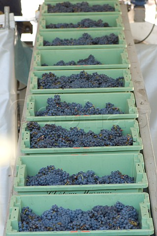 Boxes of harvested grapes at Chteau Margaux Margaux Gironde France Bordeaux  Mdoc